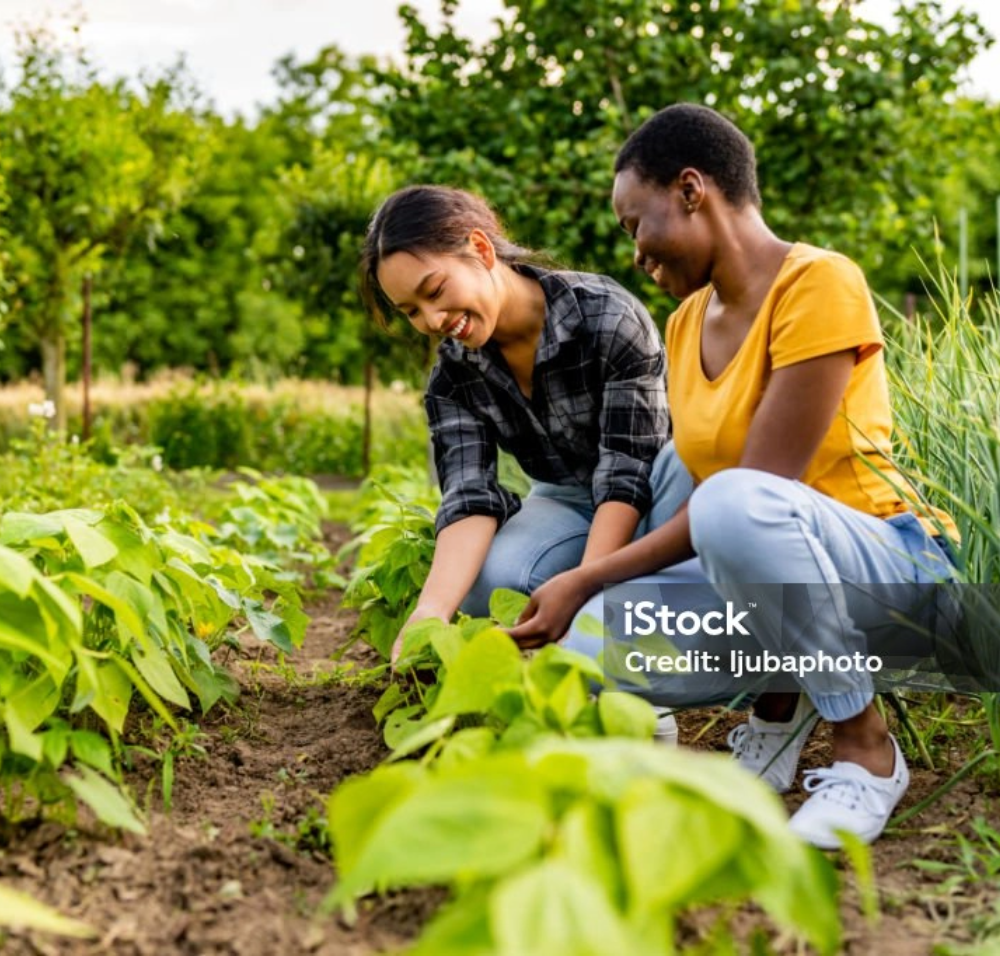 istockphoto-1500793939-1024x1024@2x